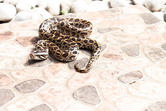 Burmese python (Python molurus bivittatus) on the backyard