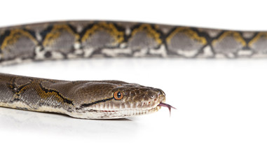 Python snake over white