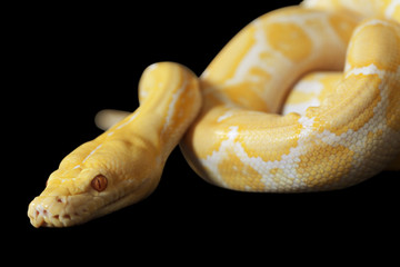 Tiger Albino Python over black