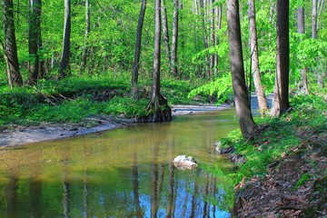 Fototapeta premium Beautiful mountain stream in spring forest