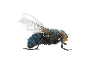 macro of  fly