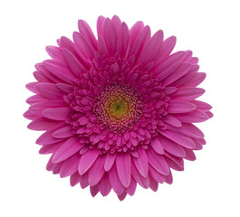 Gerbera-Blume