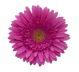 Foto auf Acrylglas Gerbera Gerbera-Blume