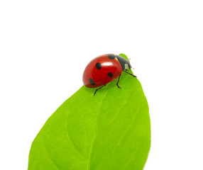 ladybug