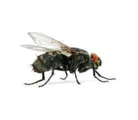 macro of  fly