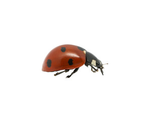 Ladybug