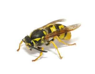 wasp