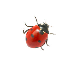 Ladybug