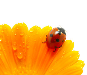 ladybug on a flower © Alekss