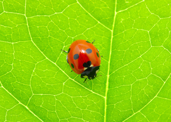 ladybug on a green leaf © Alekss