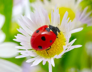 Foto op Plexiglas lieveheersbeestje op een bloem © Alekss