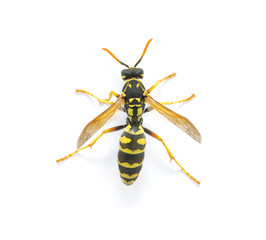 wasp