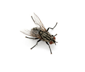 Fototapeta na wymiar makro z muchą