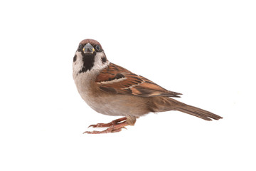 sparrow