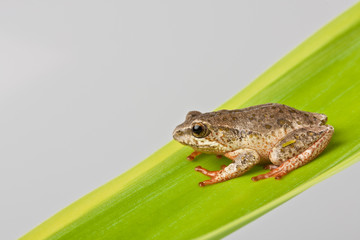 tree frog