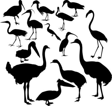 fourteen different bird silhouettes collection
