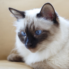 Beautiful purebred cat with blue eyes