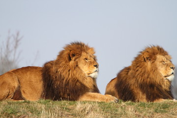 Male lions