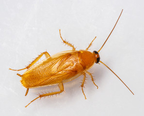 Smooth cockroach - Symploce pallens