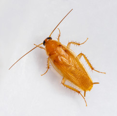 Smooth cockroach - Symploce pallens