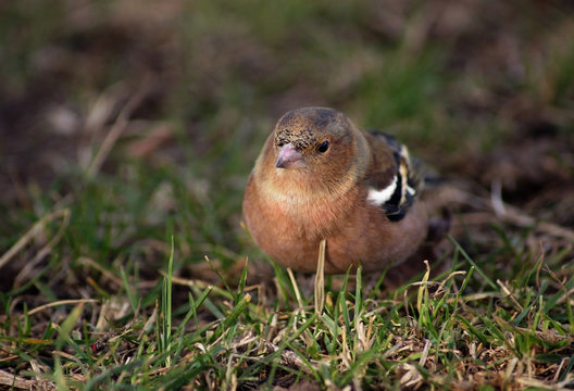 V&ouml;gel. Bergfink