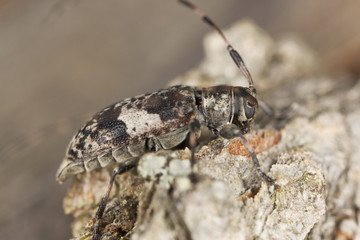 Leiopus nebulosus sitting on oak, macro photo