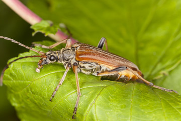 Variable longhorn beetle (Stenocorus meridianus) Macro photo