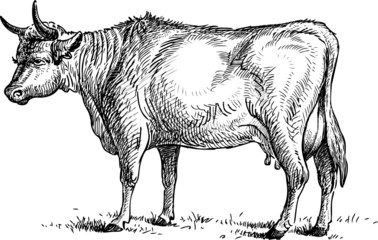 standing cow