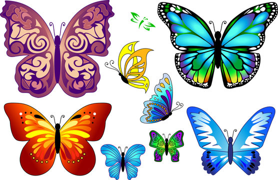 Set of colorful isolated butterflies