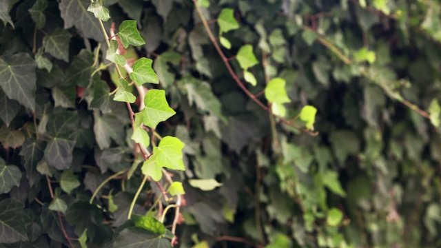 Many leafs of ivy cover a wall
