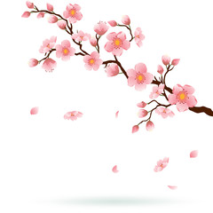 Cherry blossom with falling petals.