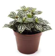 Pilea cadieri Gadnep. Et Guill.