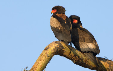 Two Bateleurs on a treebranch.