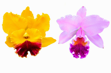 yellow and pink orchid isolated on white background