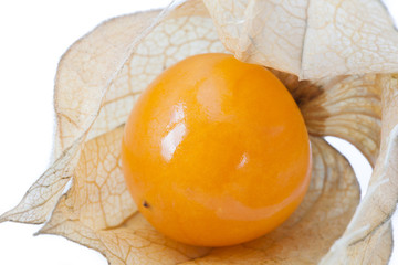 Physalis