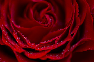 Rose pedal macro with dew drops and bokeh blur