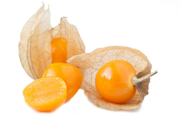 Physalis_IV