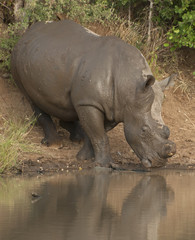 Naklejka premium Rhinoceros