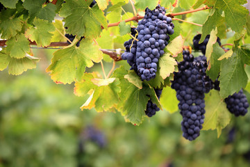 Lush ripe red grapes on vine