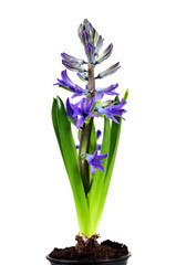 Violet flowers(hyacinth) on white close up