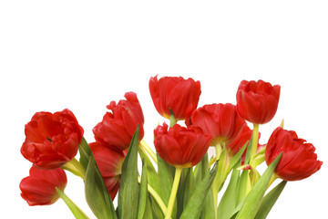 beautiful red tulips 
