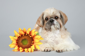 Shih Tzu dog with sunflower