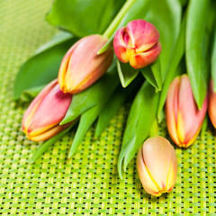 Colorful tulips - Farbenfrohe Tulpen