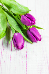 Purple tulips - Lila Tulpen