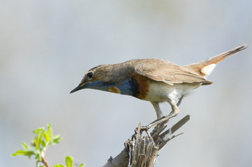 Bluethroat sitting on dry branch