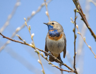 Bluethroat sitting on branch