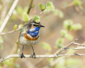 Bluethroat on spring branch