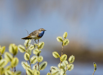 Bluethroat sits on spring branch