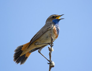 Bluethroat sitting on branch