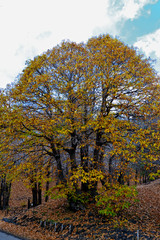 Naklejka premium Etna - beautiful autumn landscape